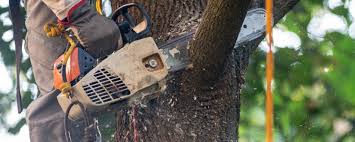 Best Hazardous Tree Removal  in Cascade, IA