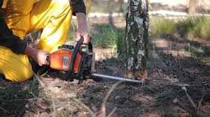 Best Tree and Shrub Care  in Cascade, IA