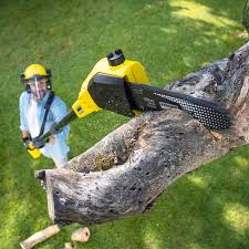 Best Stump Grinding and Removal  in Cascade, IA