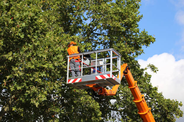 Best Weed Control  in Cascade, IA