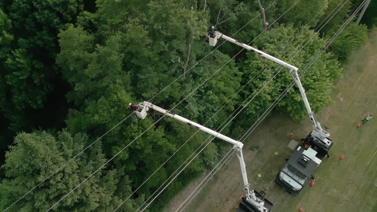 Best Tree Trimming and Pruning  in Cascade, IA