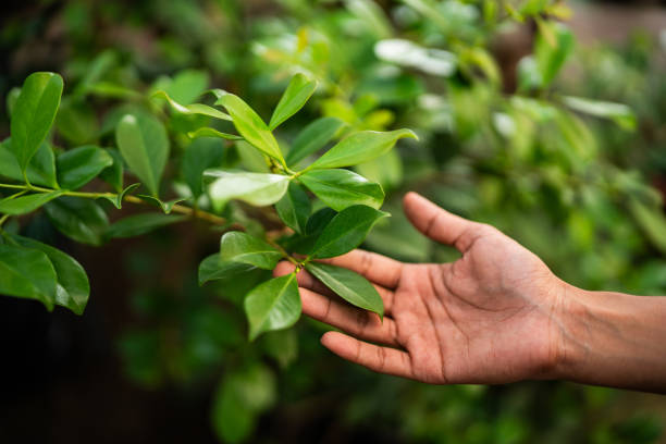 Best Tree Disease Treatment  in Cascade, IA