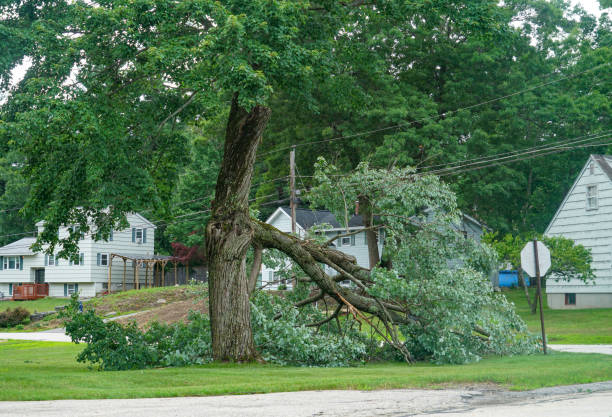 Best Arborist Consultation Services  in Cascade, IA