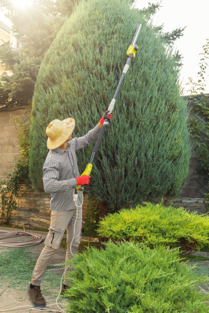 Best Tree Removal  in Cascade, IA