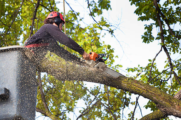 Best Utility Line Clearance  in Cascade, IA